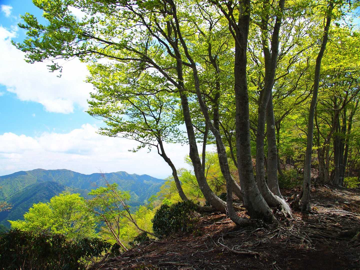 登山道の雰囲気