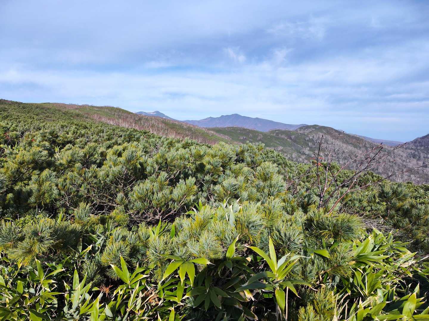 這松地帯もしっかりと登山道がありますが 足元は伸びた這松の枝が地面に這いつくばっていて歩き辛い💦