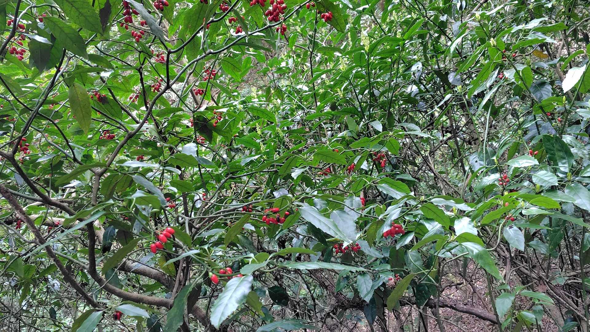ずっとマユミの赤い実が登山道の端にあり、癒してくれた🔴