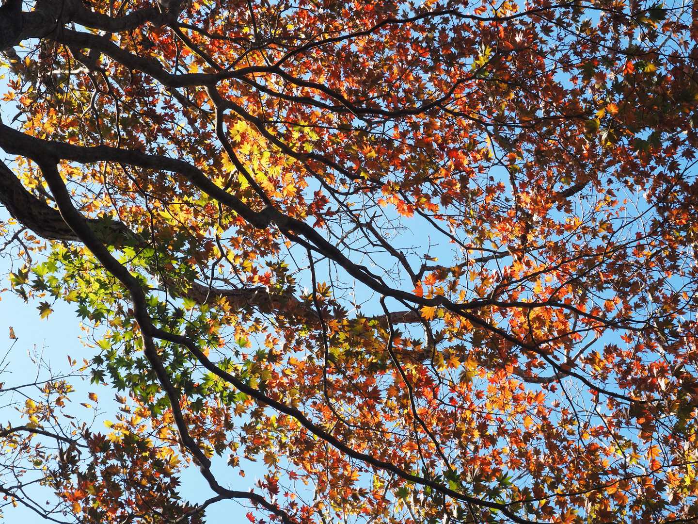 🍁🍁🍁