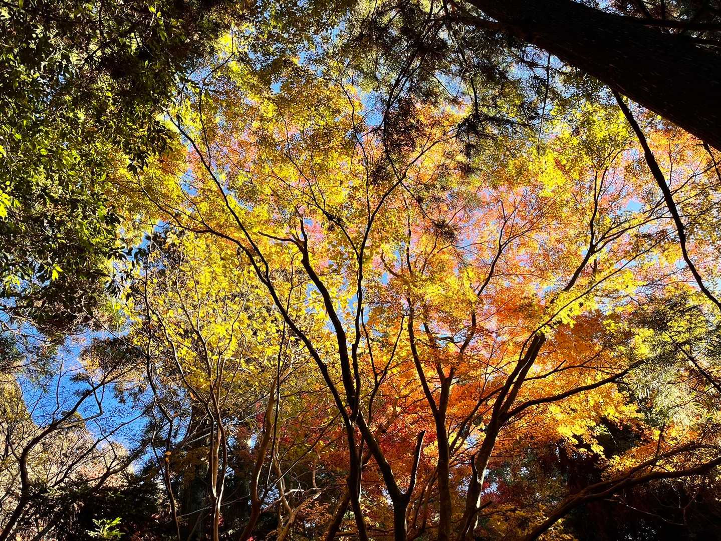 今日も紅葉🍁目当てのお客さん多いんだろうな！
大分ヒト増えて来ましたし！