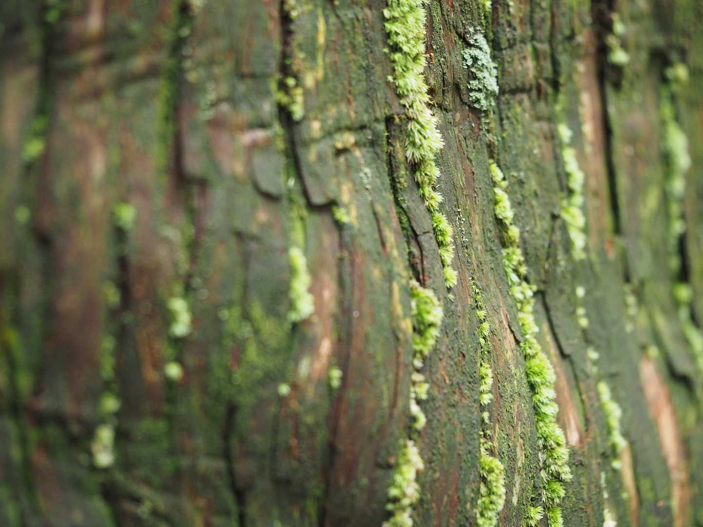 推定樹齢1000年以上のスギの木肌が素敵だ