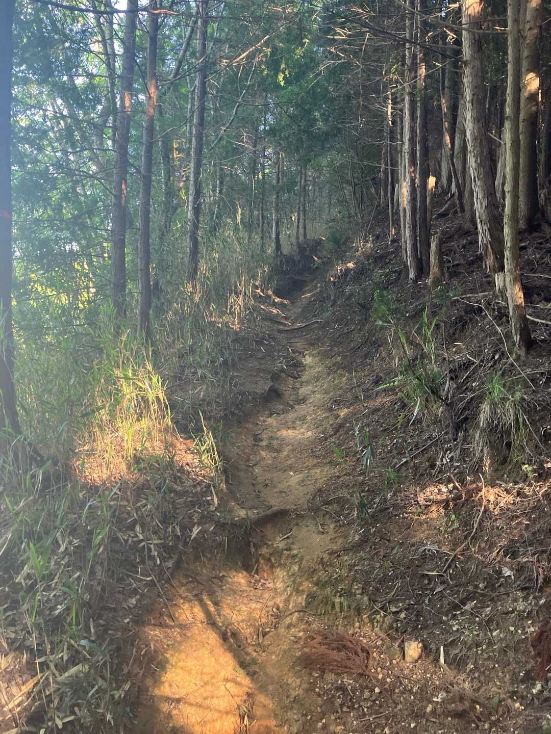 見晴台を後にして、登山道をひたすら登って行きました🥾