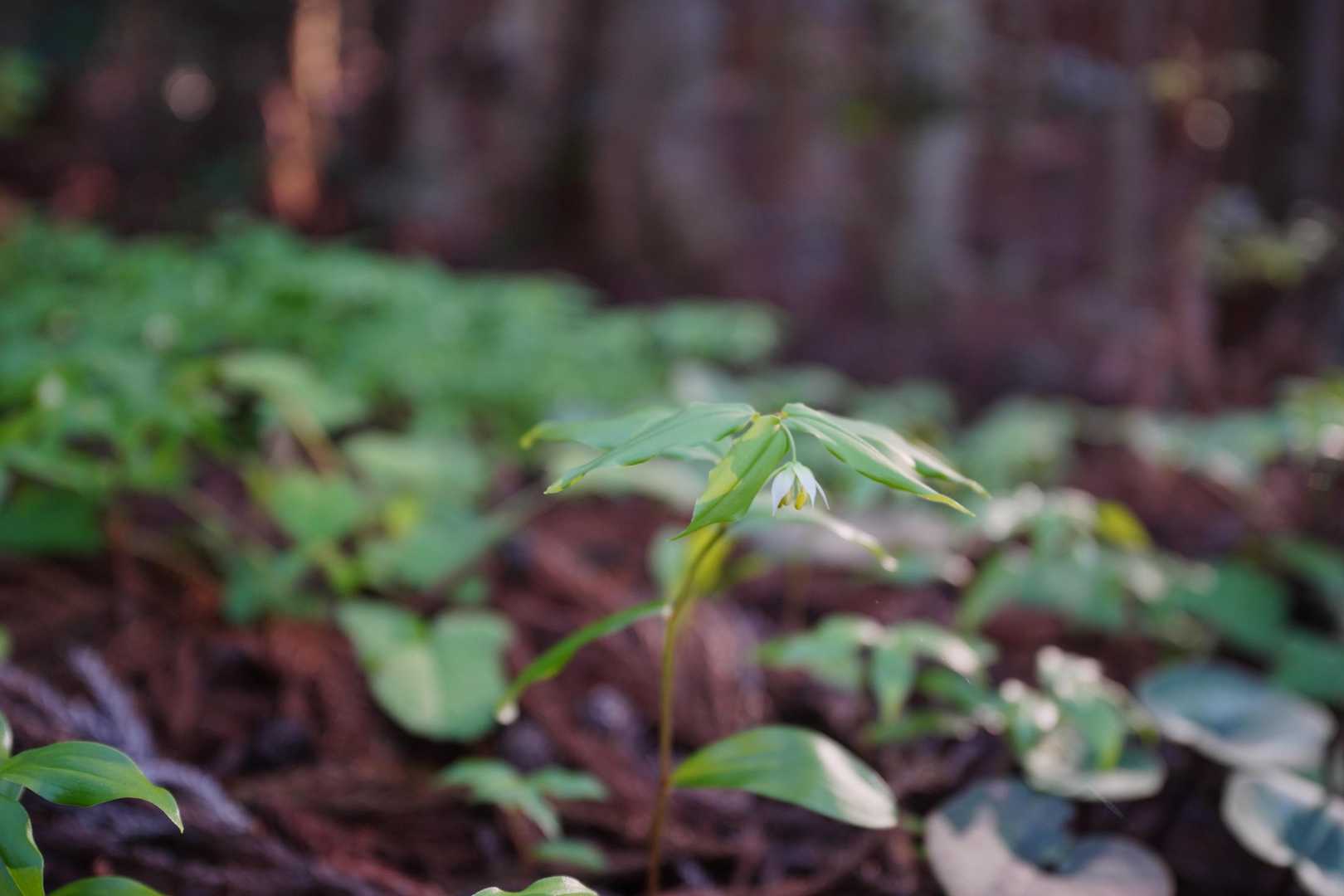 見つけたお花はチゴユリとミツバツツジだけ