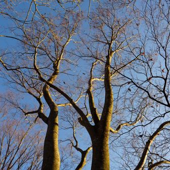 ブナの木も元気🍀