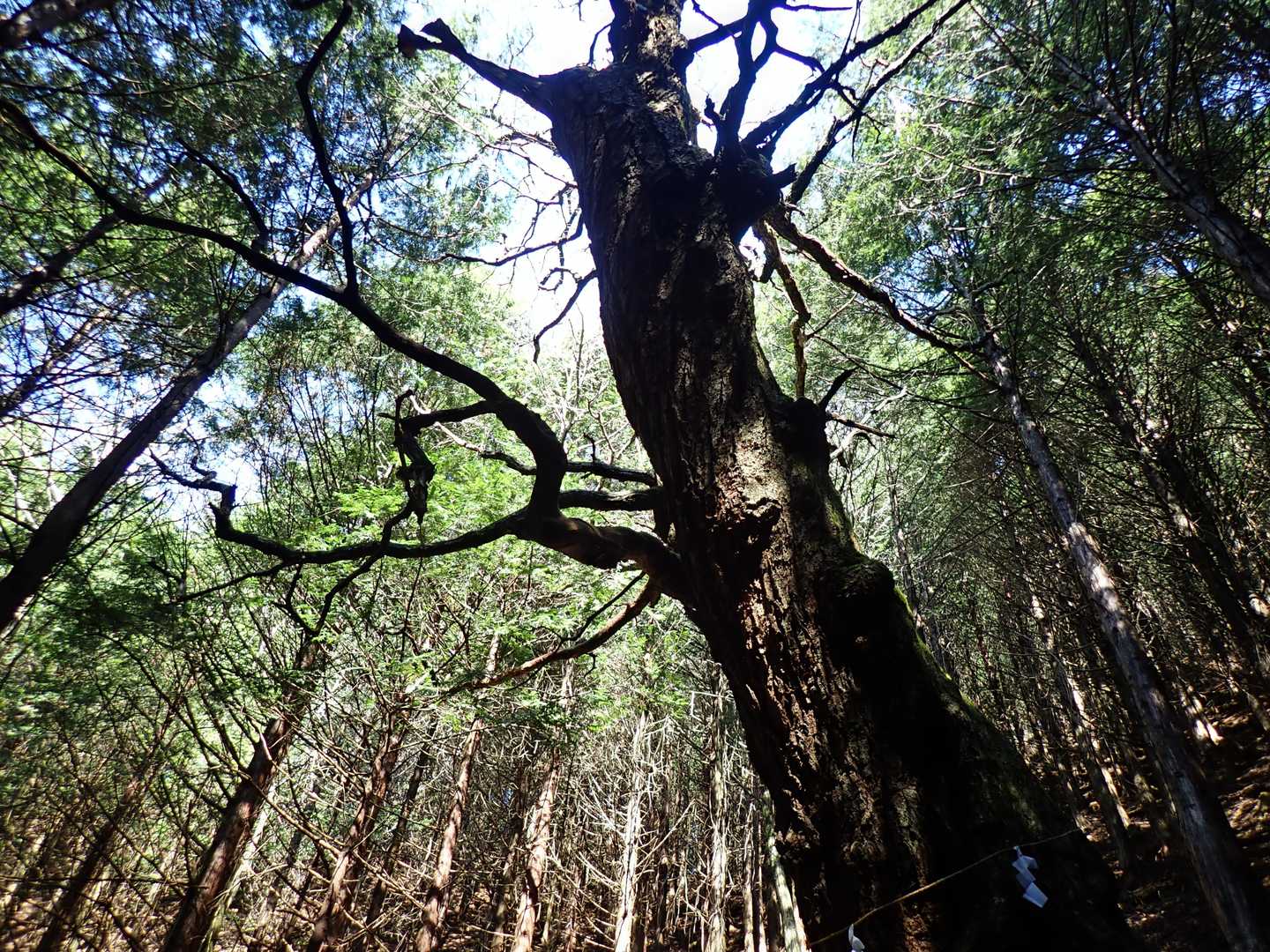 達沢山-ナットウ箱山 往復コースの写真