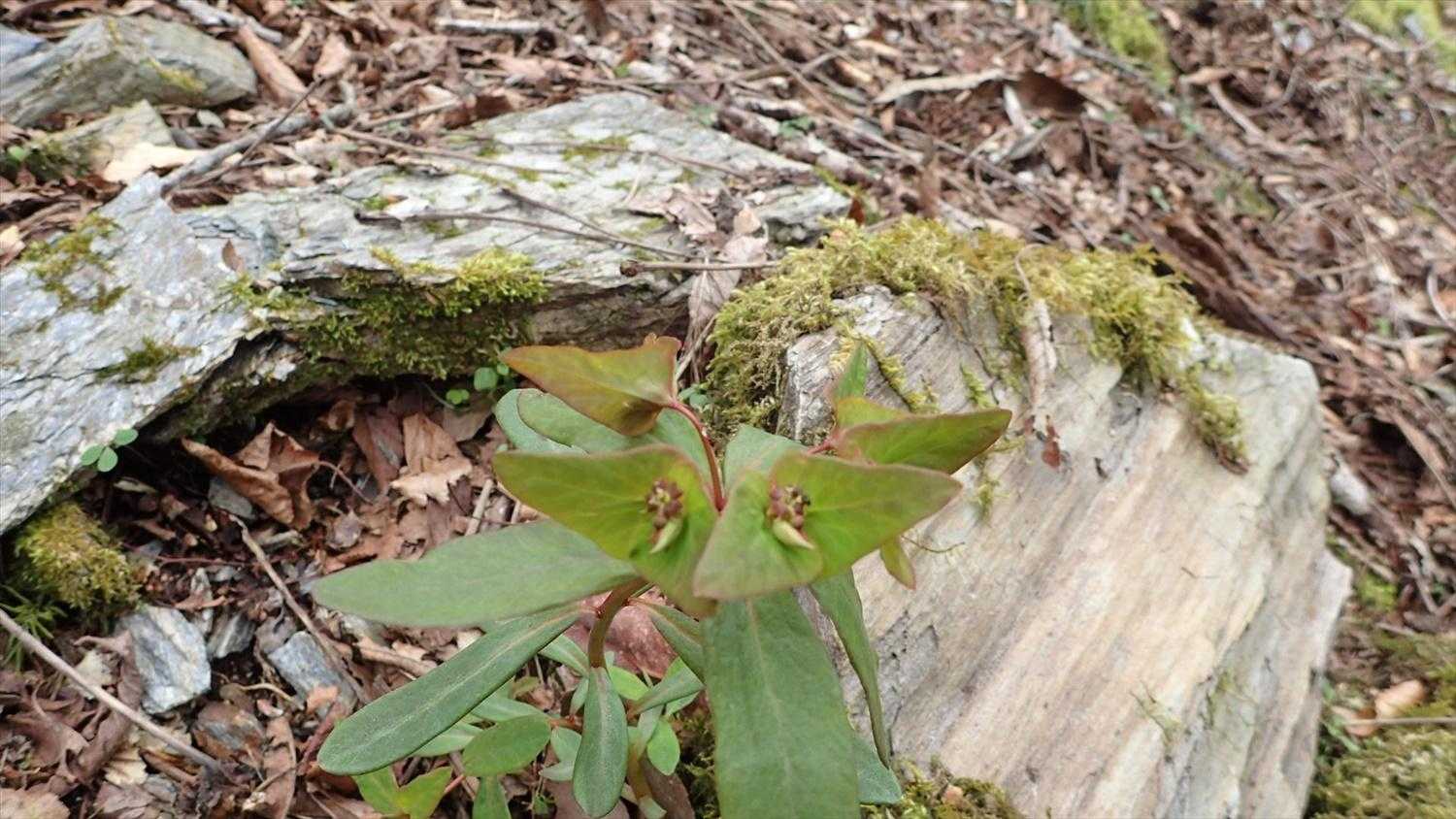 ナツトウダイ💚