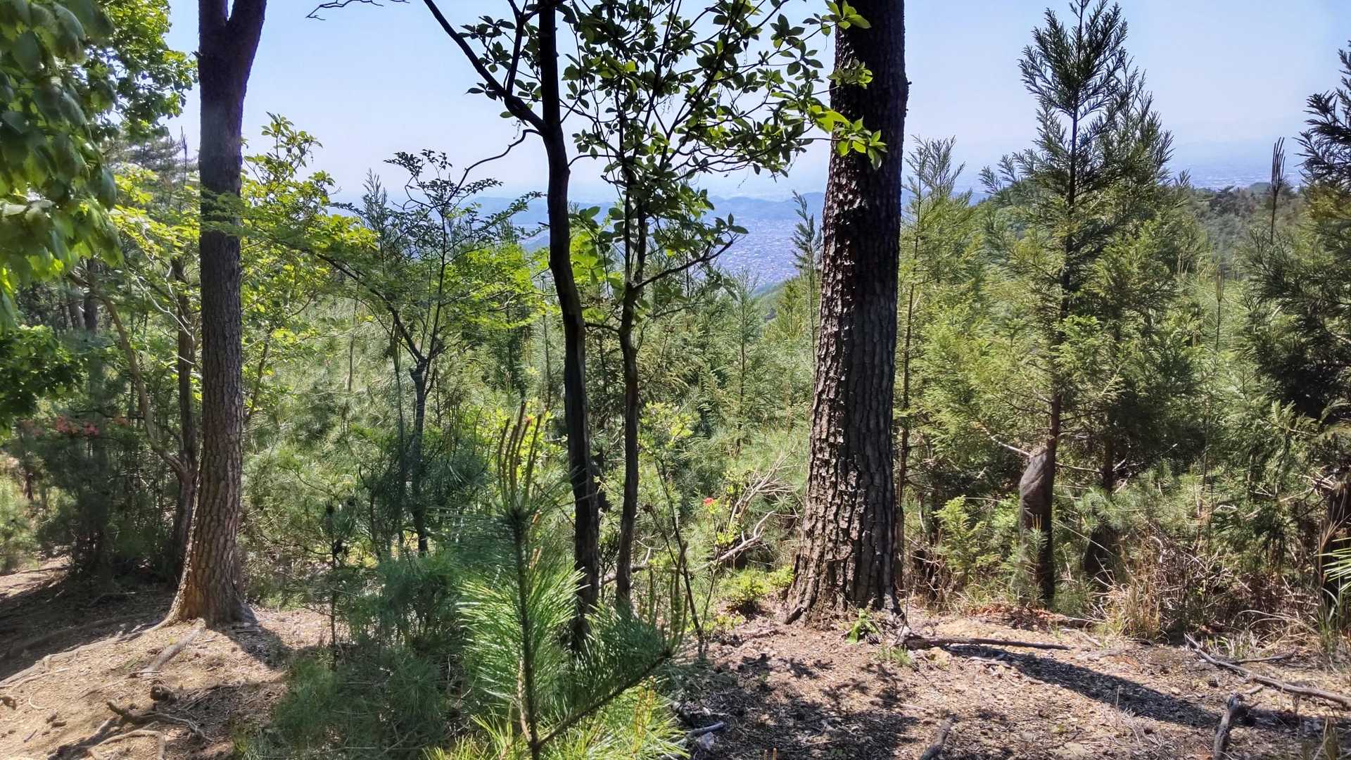 吾妻山近くに来ると植生が変わります。