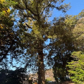 イチイガシの大木