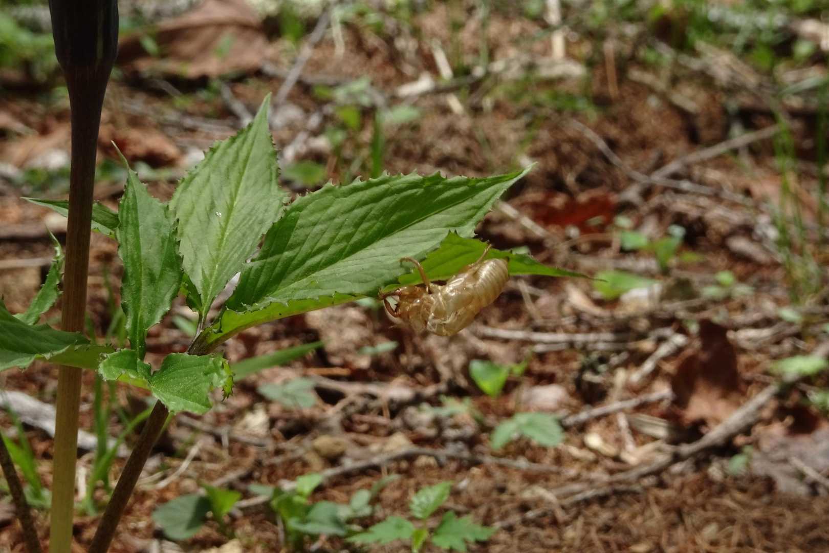 セミの抜け殻？