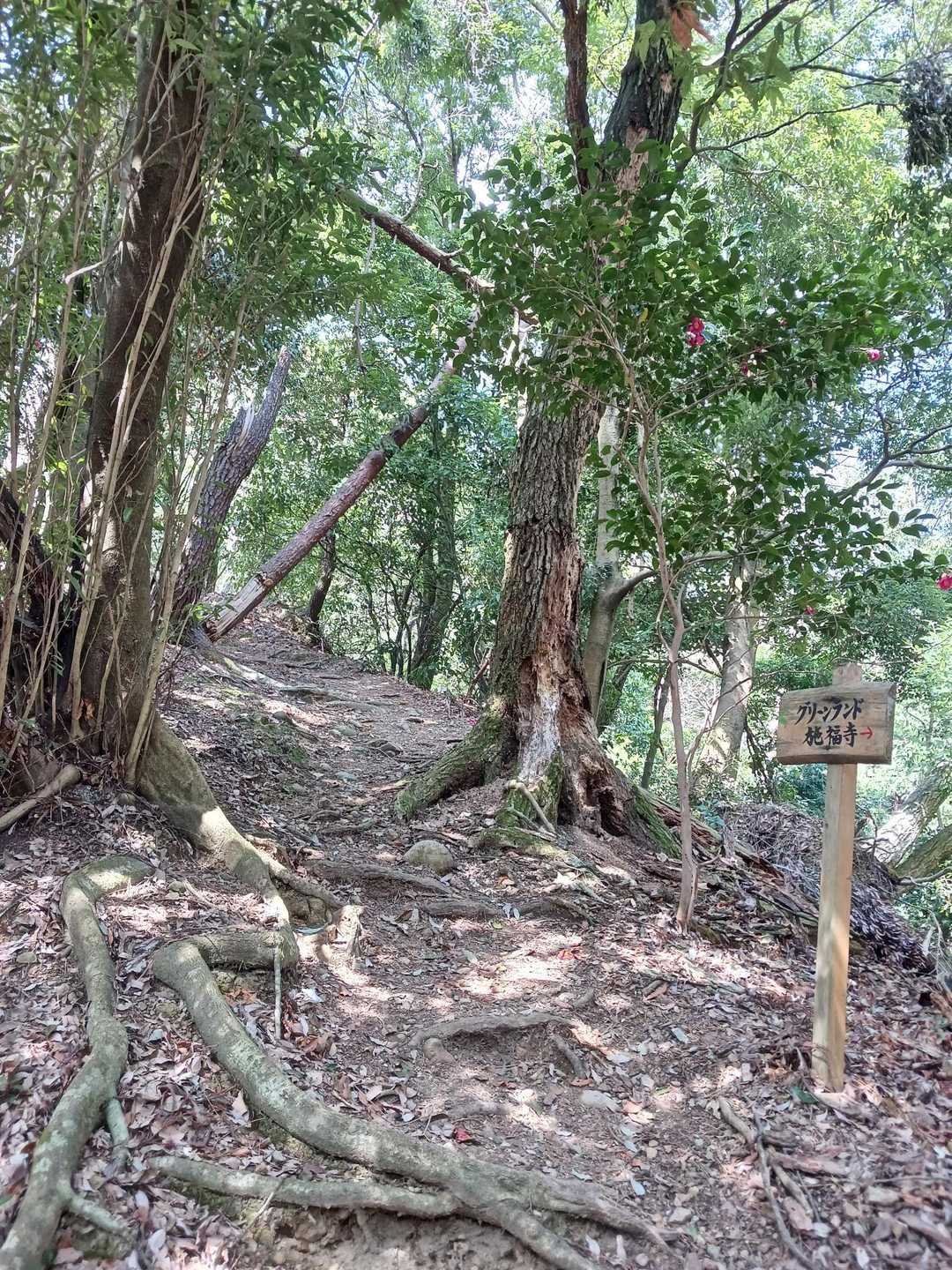 グリーンランドへ🚶
ここから ミツバツツジが沢山咲いてるかな~♪