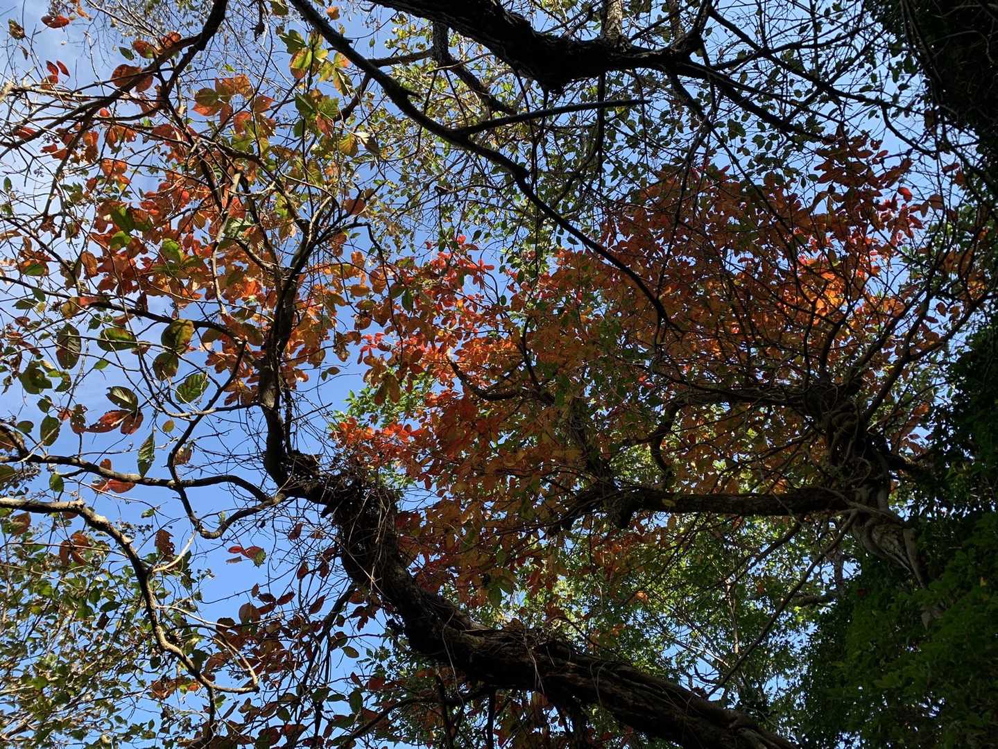 綺麗な赤い葉　🍂