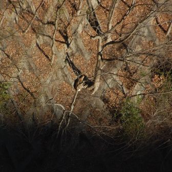 鹿が座ってるよと教えてもらう。