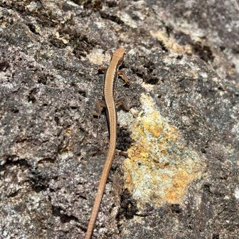こんなの楽勝よと言わんばかりにウロチョロと煽られる
カナヘビめ！足場さえ良ければ捕まえてやったのに😈
岩場に感謝するんだな