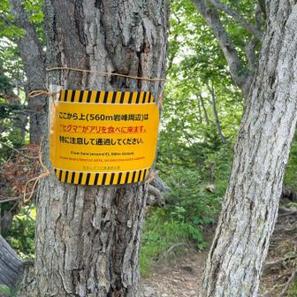 ここからアリの巣ゾーン👇
声出ししたり、おもちゃの鉄砲を鳴らして警戒しながら進む