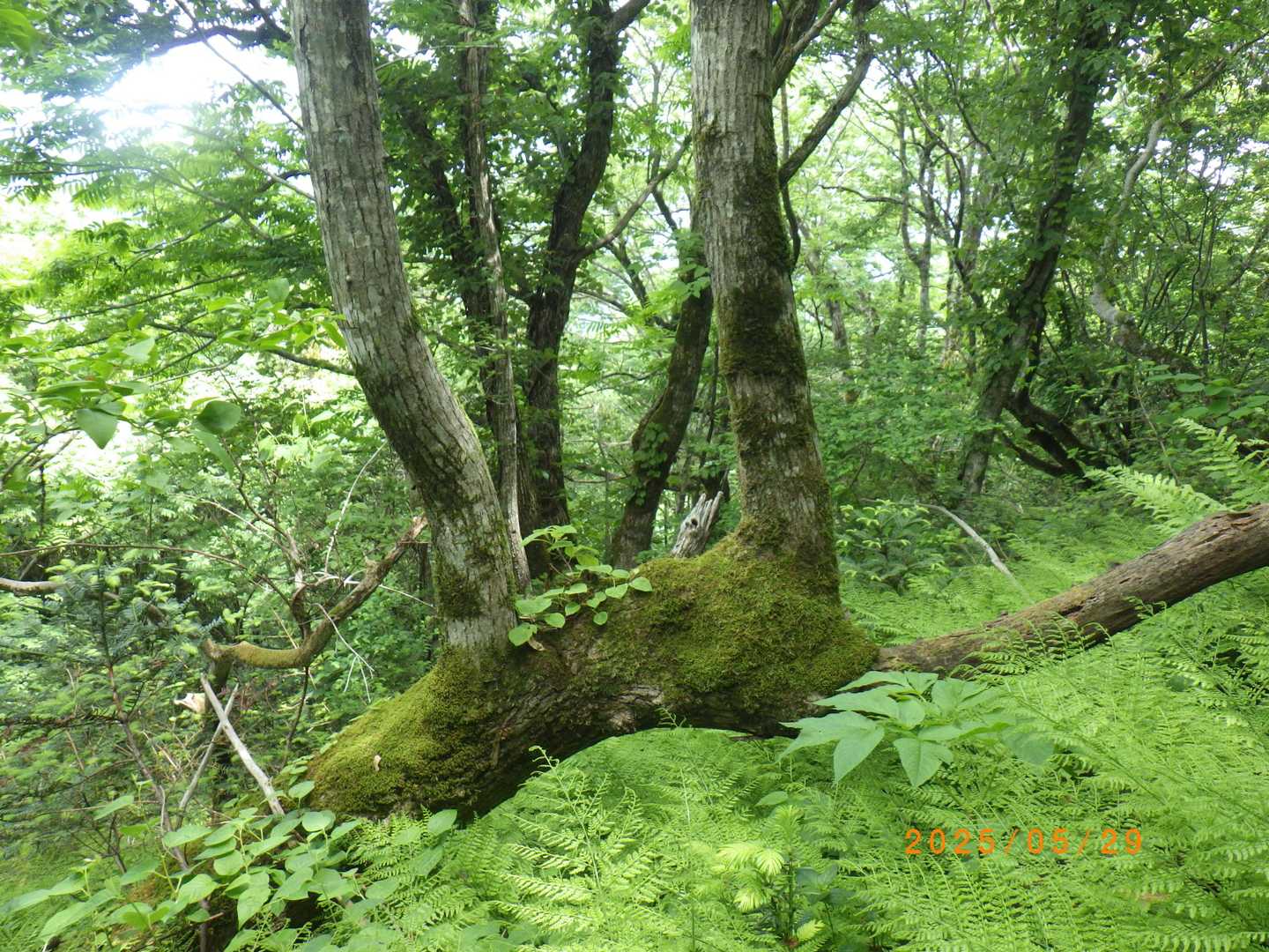大満寺・鷲ヶ峰登山コース入口-大満寺山-大満寺山登り口 往復コースの写真