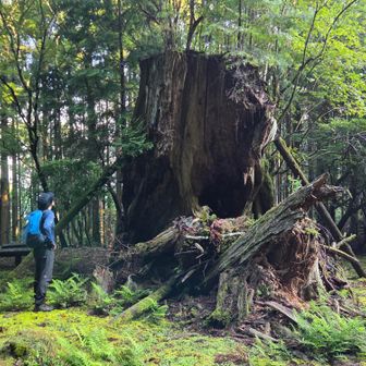 戻って再び｢宿屋杉｣✨