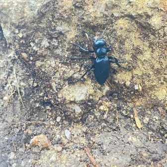 登山道で10匹以上見られた虫

他には春ゼミ、ウグイス、コゲラ、ジムグリ、日本トカゲ等見かけた