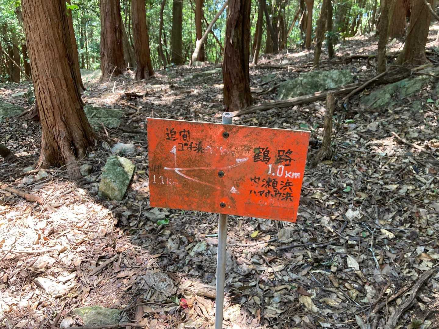 尾根にとりつきました。右へゆけば山頂