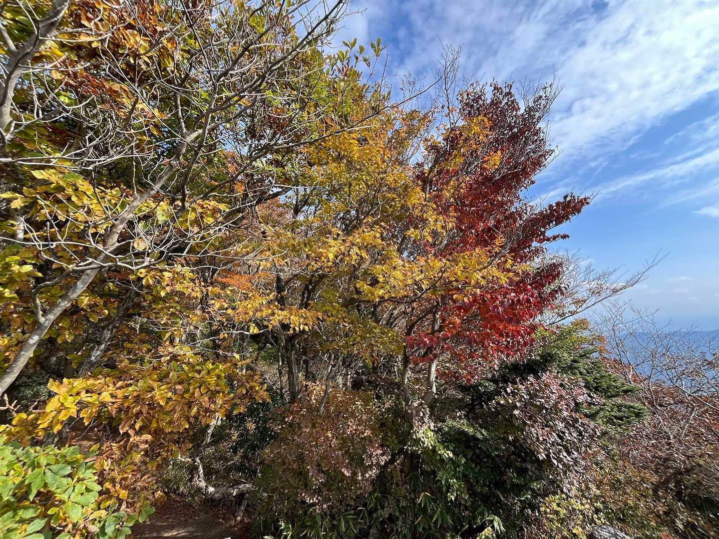 後ろを振り向くと紅葉