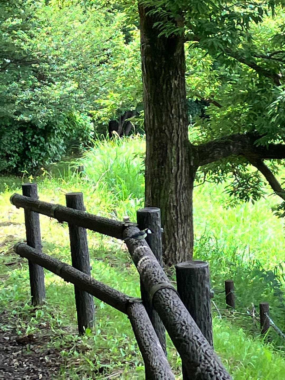 シジュウカラ！冬はバードウォッチングがよく出来たけど、最近は葉っぱがたくさんあって鳥の姿をなかなか確認できない。だから嬉しいな😃