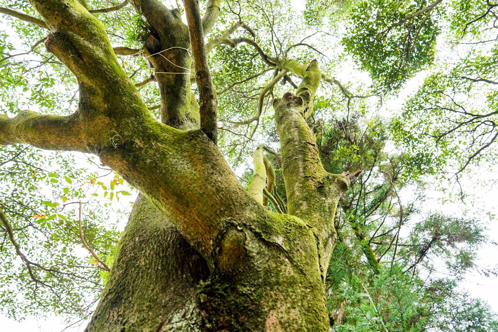 四王司山登山口-四王司山 往復コースの写真
