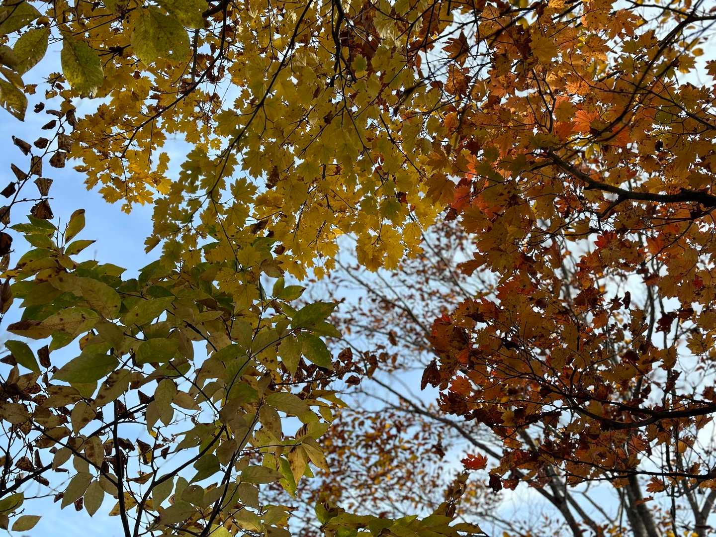 紅葉のトンネル🍁
今年は紅葉登山がドンピシャで嬉しい😊