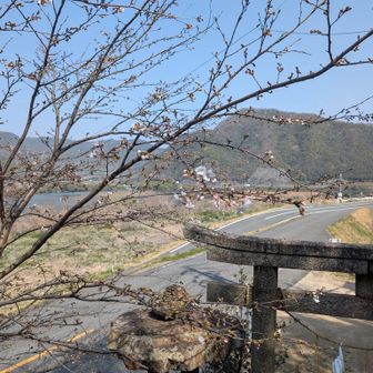 磐畳神社様そばの桜