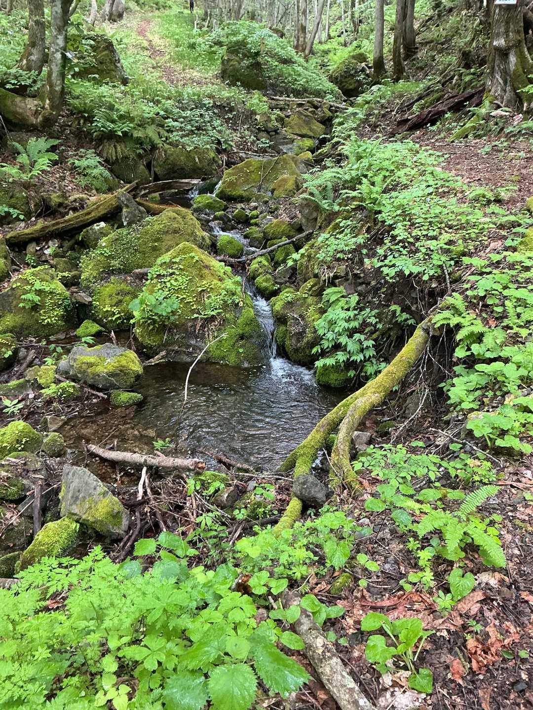 大嵐山-大嵐山-湯ノ倉山 往復コースの写真