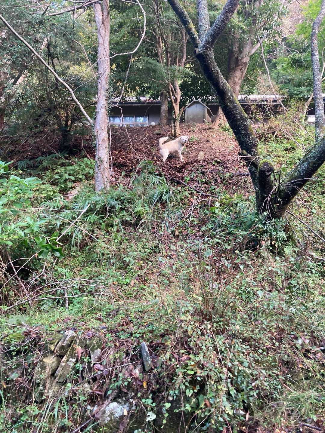 今日は大会なので、さすがに飼い主さんも気を遣って番犬君を小屋に入れているものと思っていたのですが。いました。ワンワン吠えて、こちらにやってこようとしています。