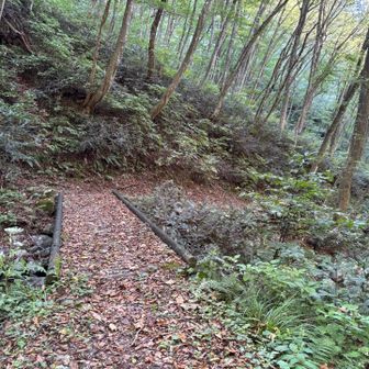 落ち葉かたくさん
…てことは、🍁前に落葉したのかな？🍂