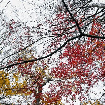 紅葉🍁