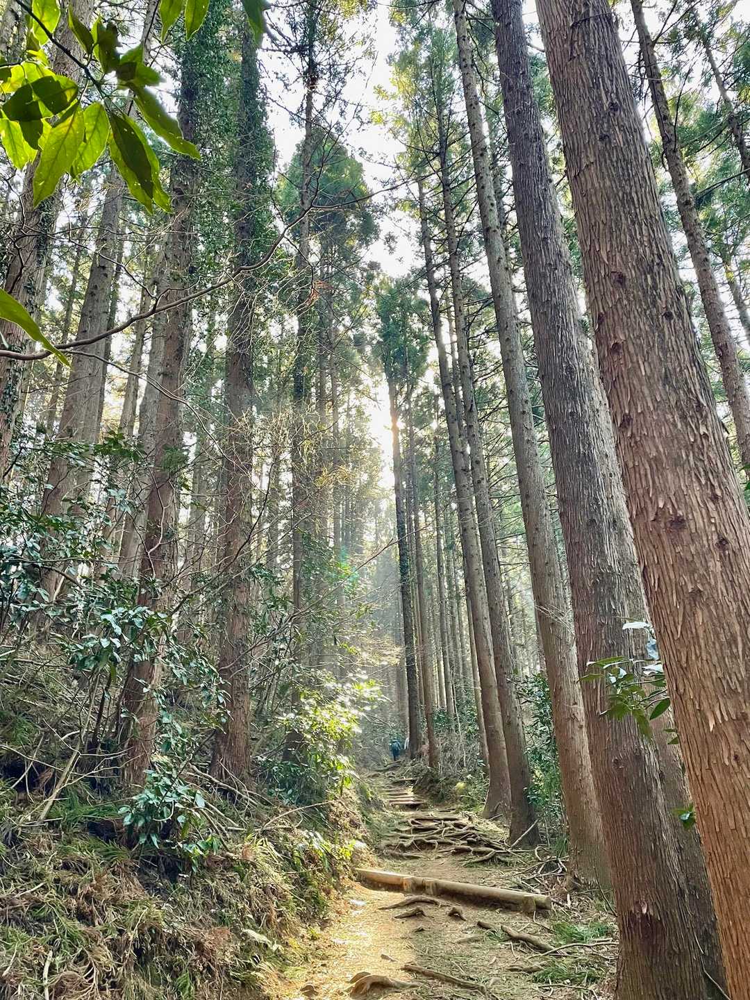 小仏峠-城山 往復コースの写真