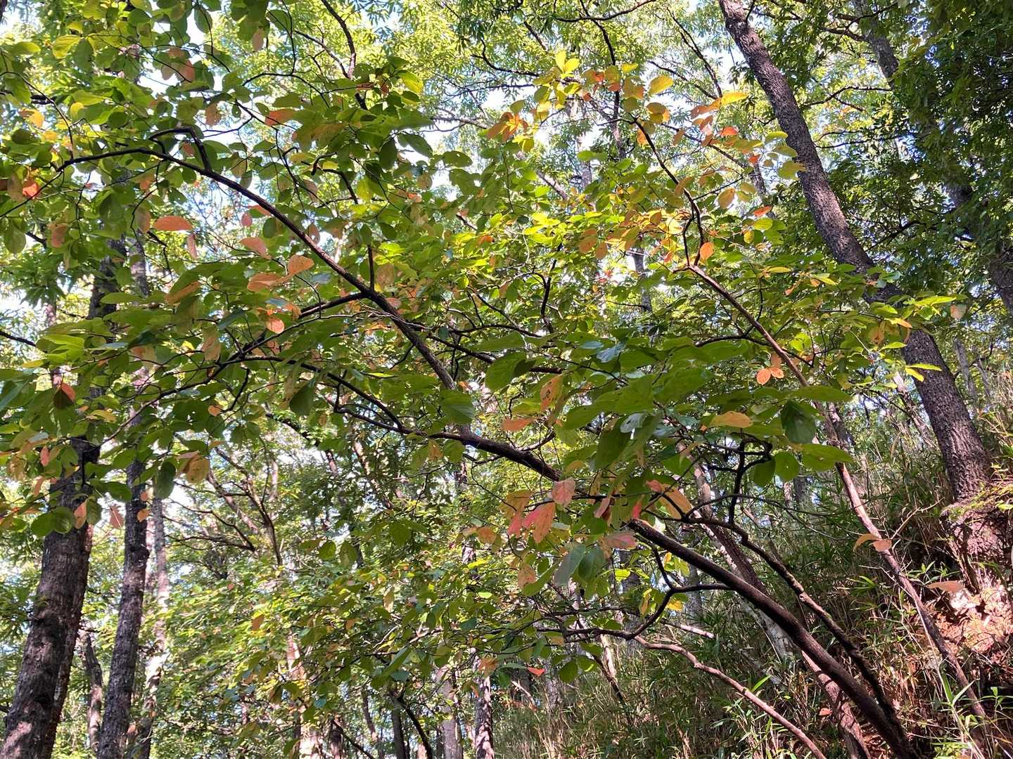 紅葉🍁もほんのり