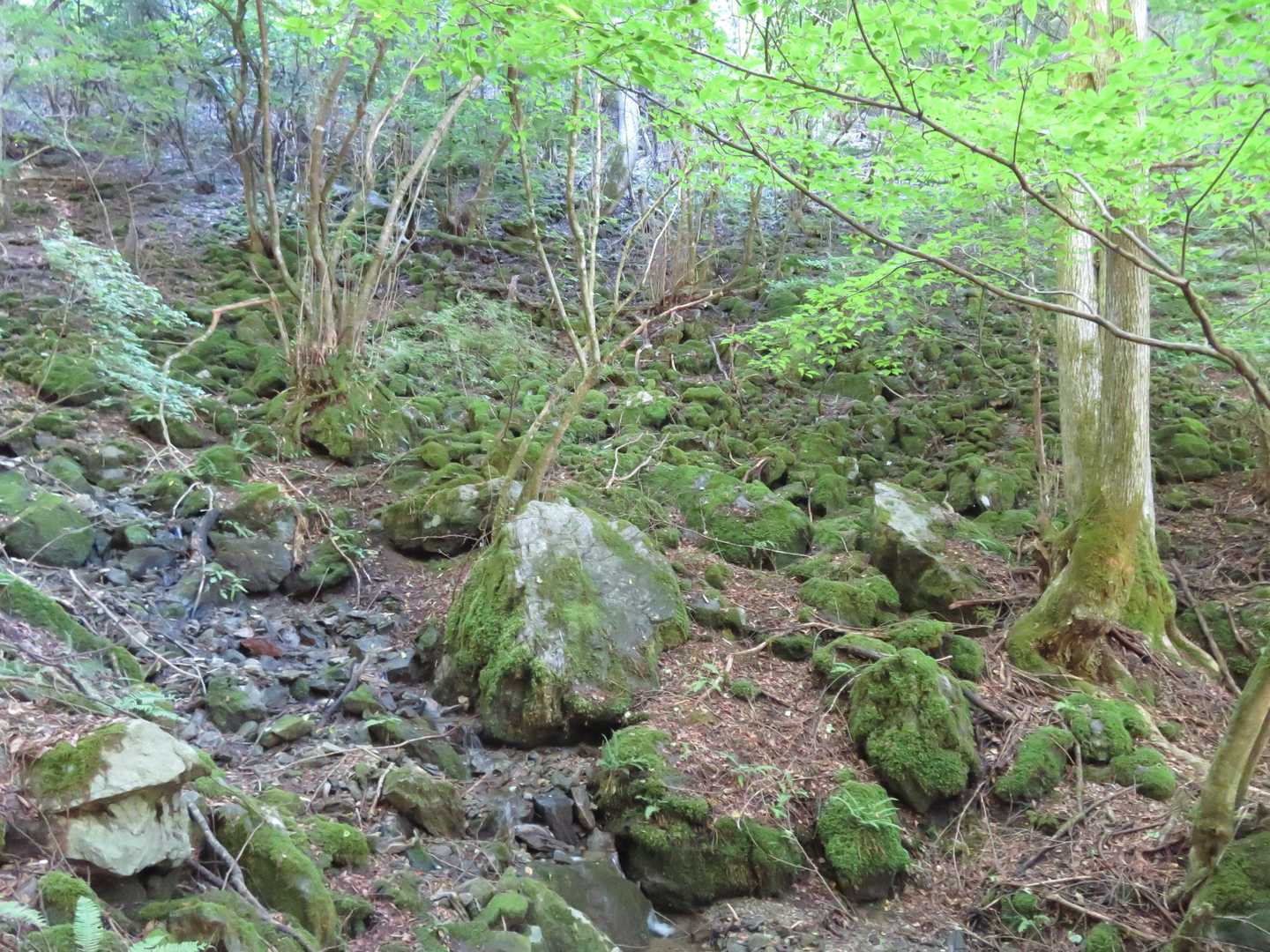 瞑想の石苔群