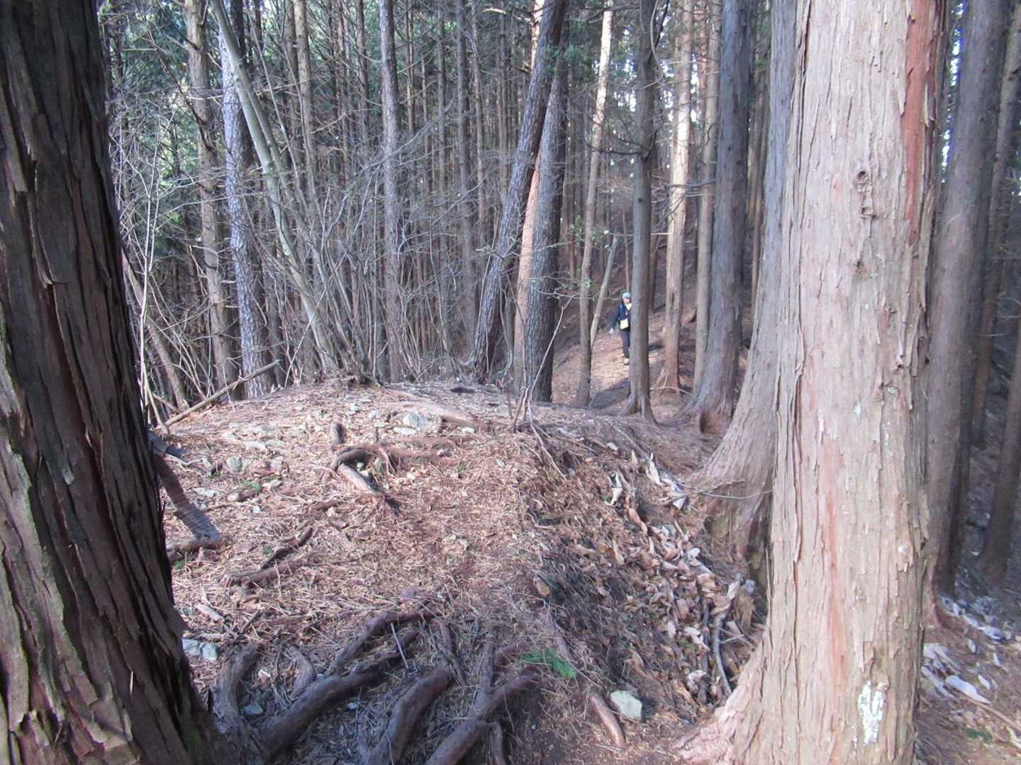 下山はこんな感じの登山道🚶‍♀️