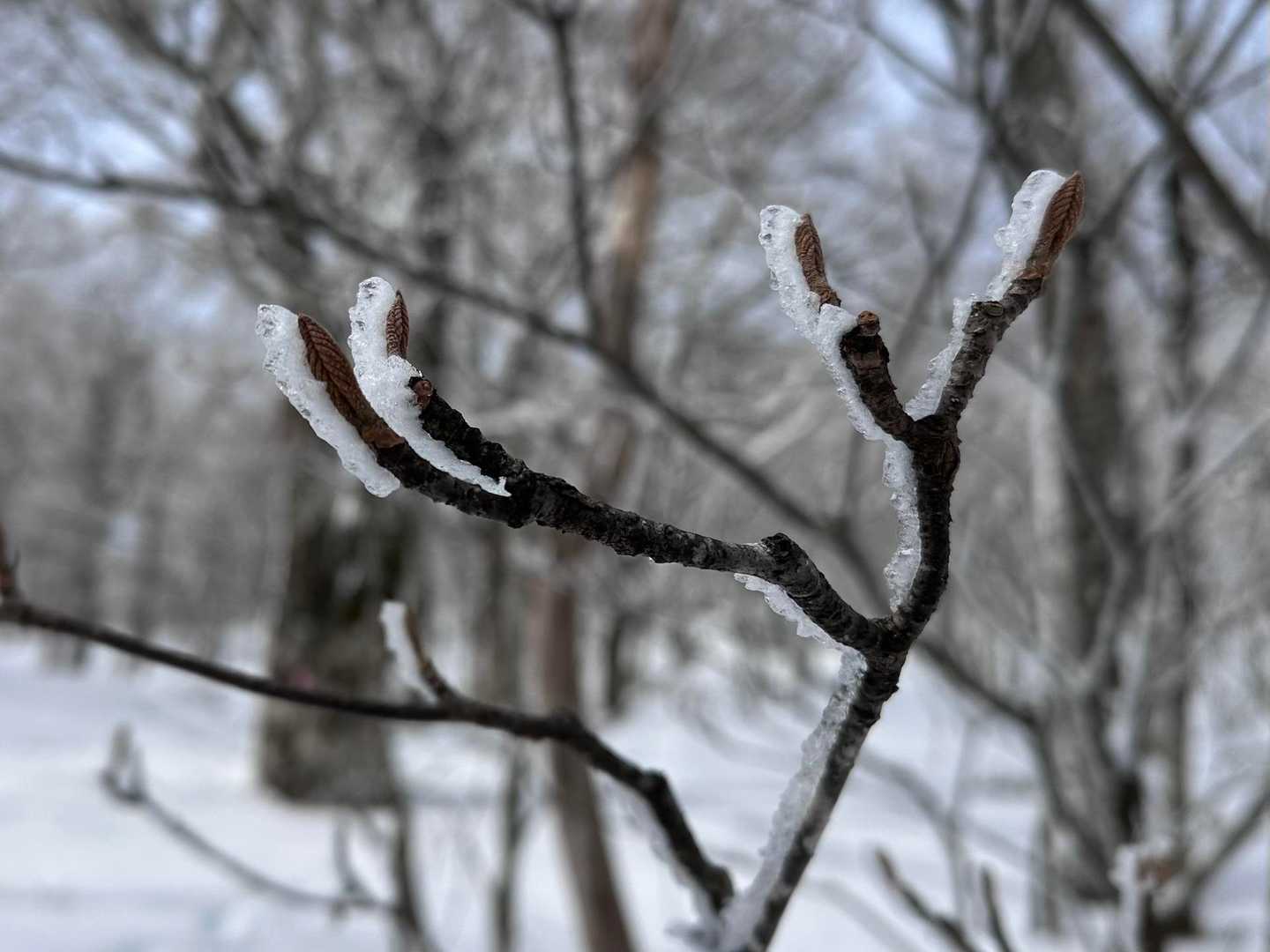 霧氷じゃなく雨氷？