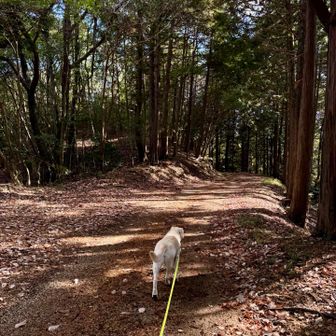とにかく林道🤣