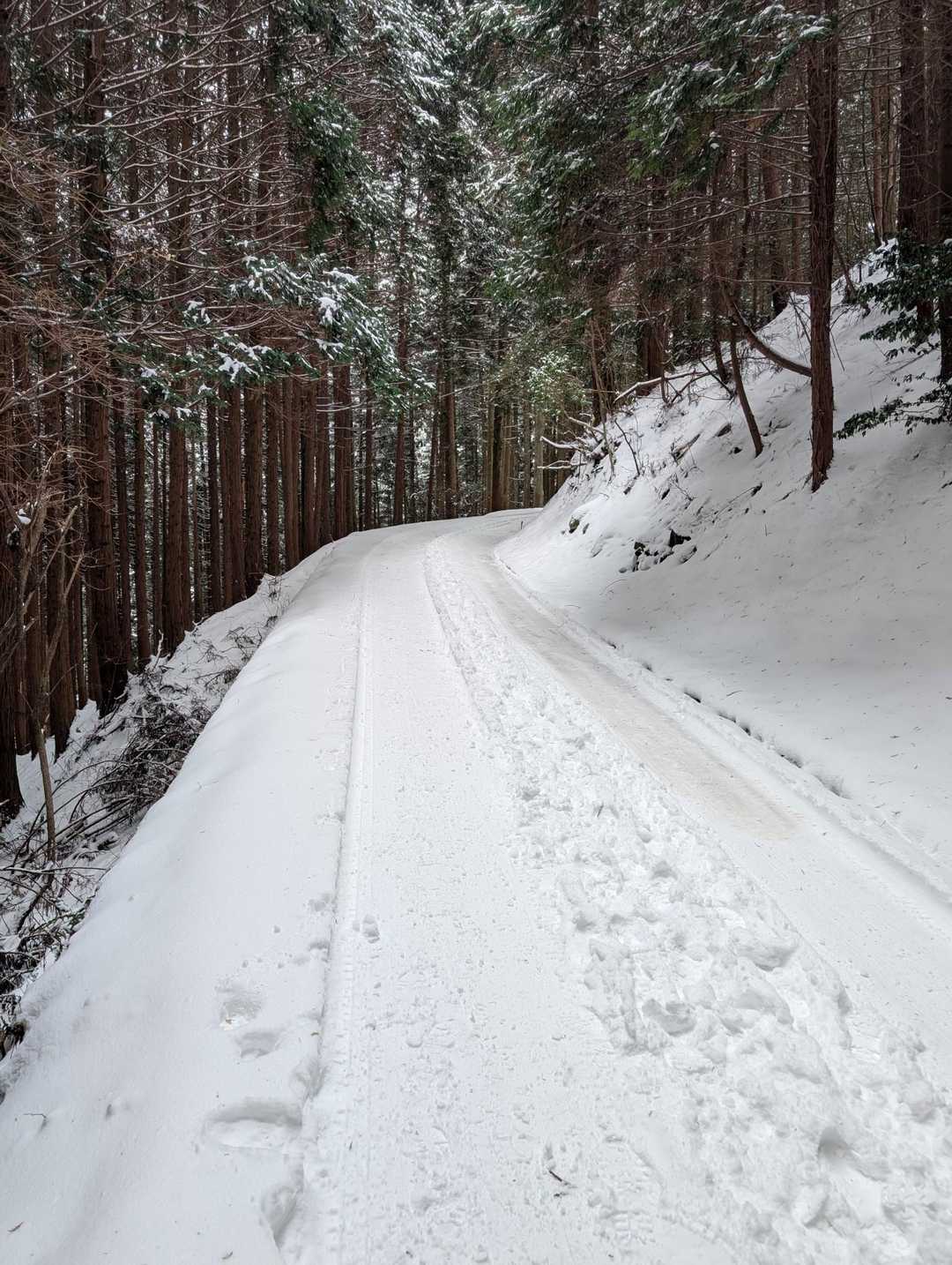 大川山 往復コースの写真