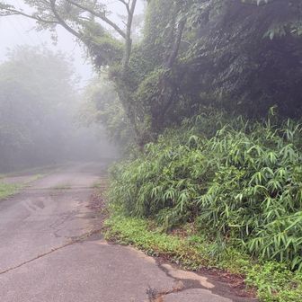 すぐに林道で、この辺りが山頂駐車場みたい。ほんとここから5分かからず山頂に行けます。ここから先のどこかに下りの登山道があったのだが、見逃して林道で降りました😓
結果的に足には優しかったかも🤭