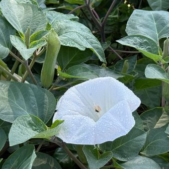 チョウセンアサガオ(朝鮮朝顔)
花言葉は「死へのトランペット☠️🎺」

園芸用の別名「ダチュラ」「マンダラゲ（曼陀羅華）」「キチガイナスビ（気違い茄子）」

15cmを超える大きくて綺麗な白い花をつける。
今回の撮影で、唯一数秒の撮影時間で終わった花😁

別名の通り、根・茎・葉・花・種子のすべての部分に「トロパンアルカロイド」（アトロピン、スコポラミン、ヒヨスチアミンなど）という強烈な毒成分を含んでいる☠️