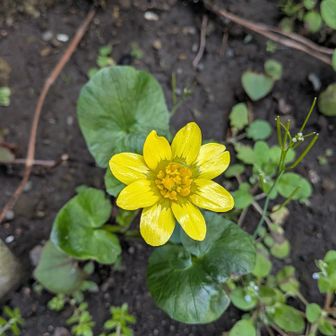 ヒメリュウキンカ