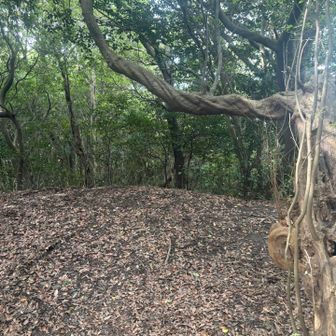 さて内藤陣山に向かう！
いつもこの木で頭を打つ😅