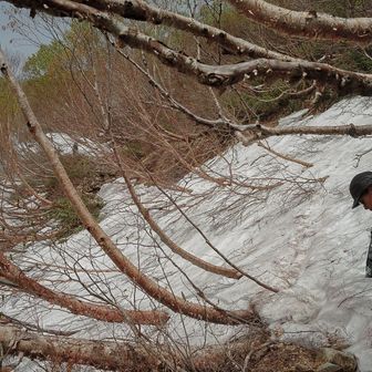 ここも厄介。
雪渓トラバースなのですが、枝が障害になり、通過に神経使いました。