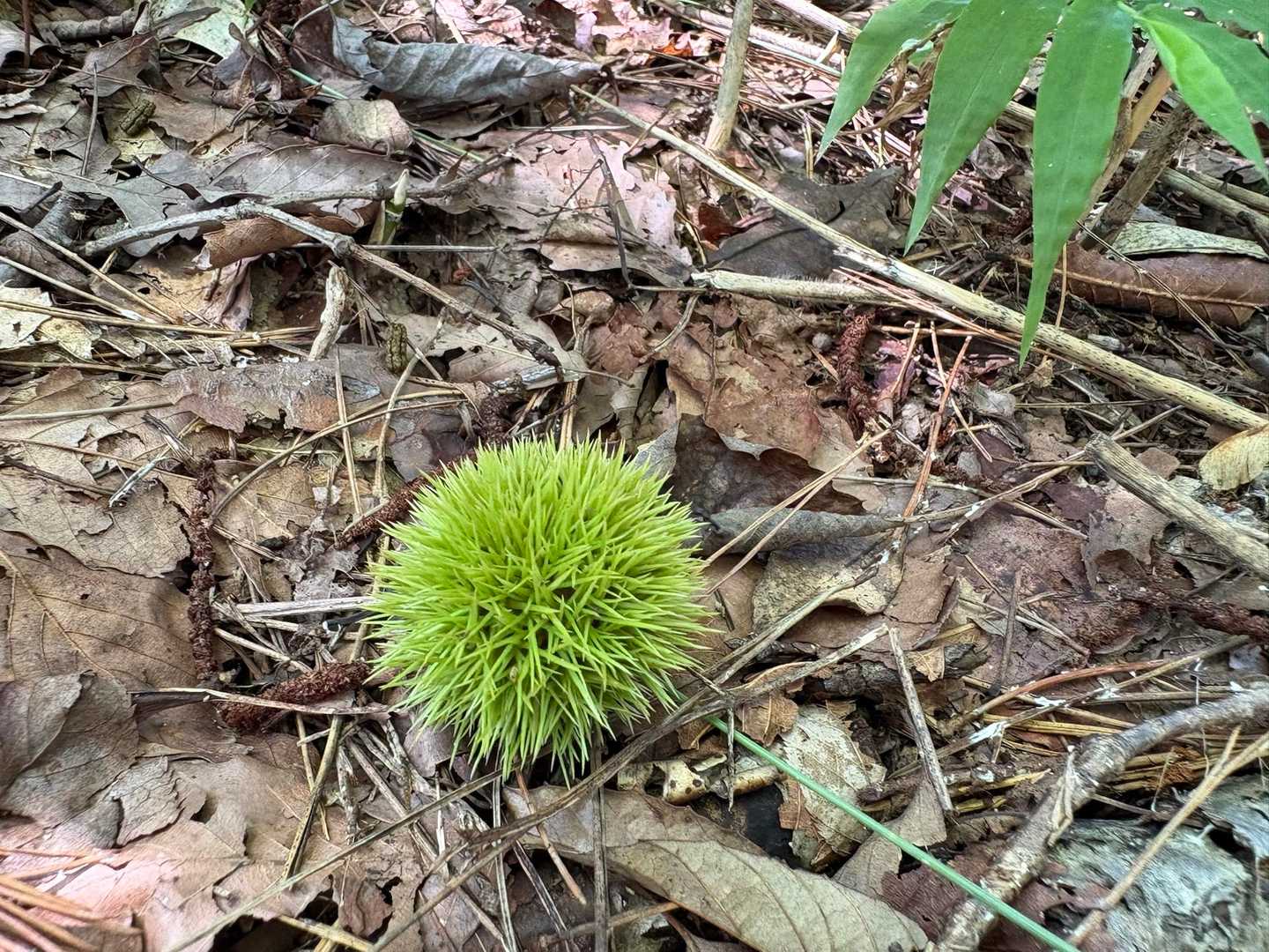 いがぐり ( ¯∀¯٥)