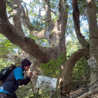 森の巨人に対決を挑んでみた🤛