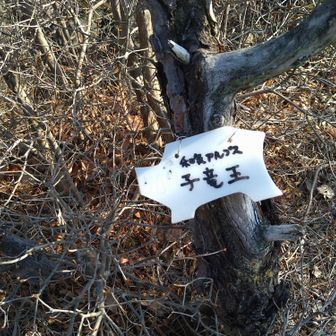 十一座目、子竜王