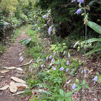ツリガネニンジンの薄紫の花のようです。
　家から20分、良い山です。
　　本日もありがとうございました😊