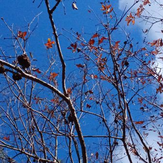 こぶこぶが付いた木です❕