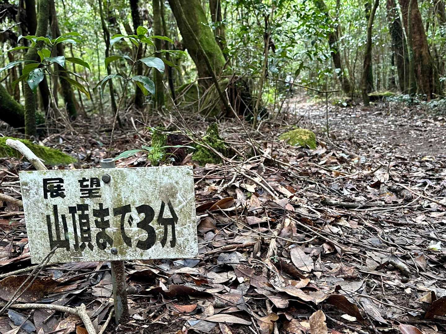 もう山頂なんですね！！